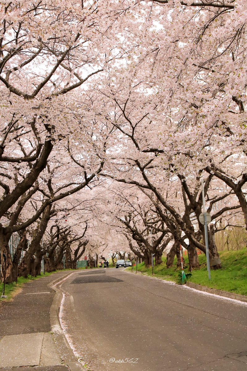 ukk562's tweet photo. 桜のトンネルここにもあったー🌸( '-' 🌸 )
#ファインダー越しの私の世界
#写真好きな人と繋がりたい
#photography #hokkaido
#桜 #sakusa #cherryblossoms
#562camera https://t.co/IZOzTaVOsO