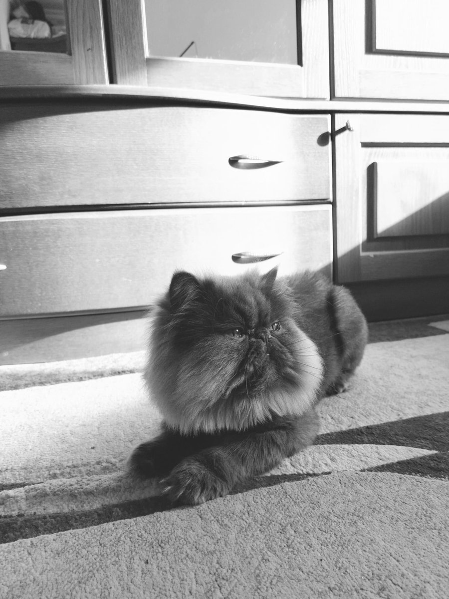 AShavreshiani's tweet photo. Busi🤍

 #persiancat https://t.co/byOIC22dlI
