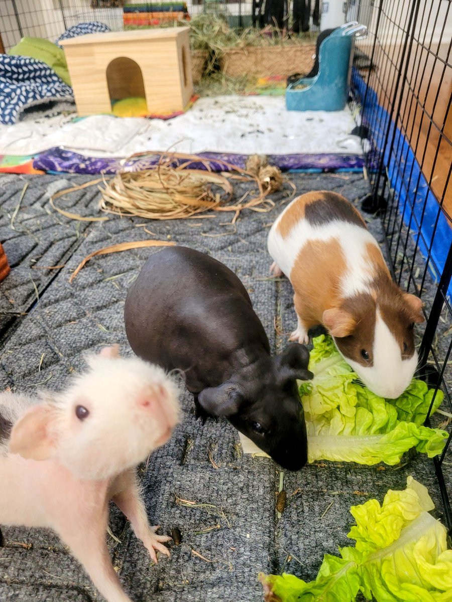 WhortWheet's tweet image. Good morning 🌞