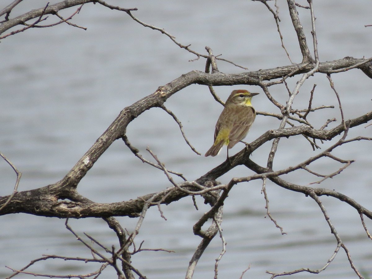 Crystal and I did a walk about in Trefoil park yesterday and she was able to observe this beautiful bird, a Palm Warbler.