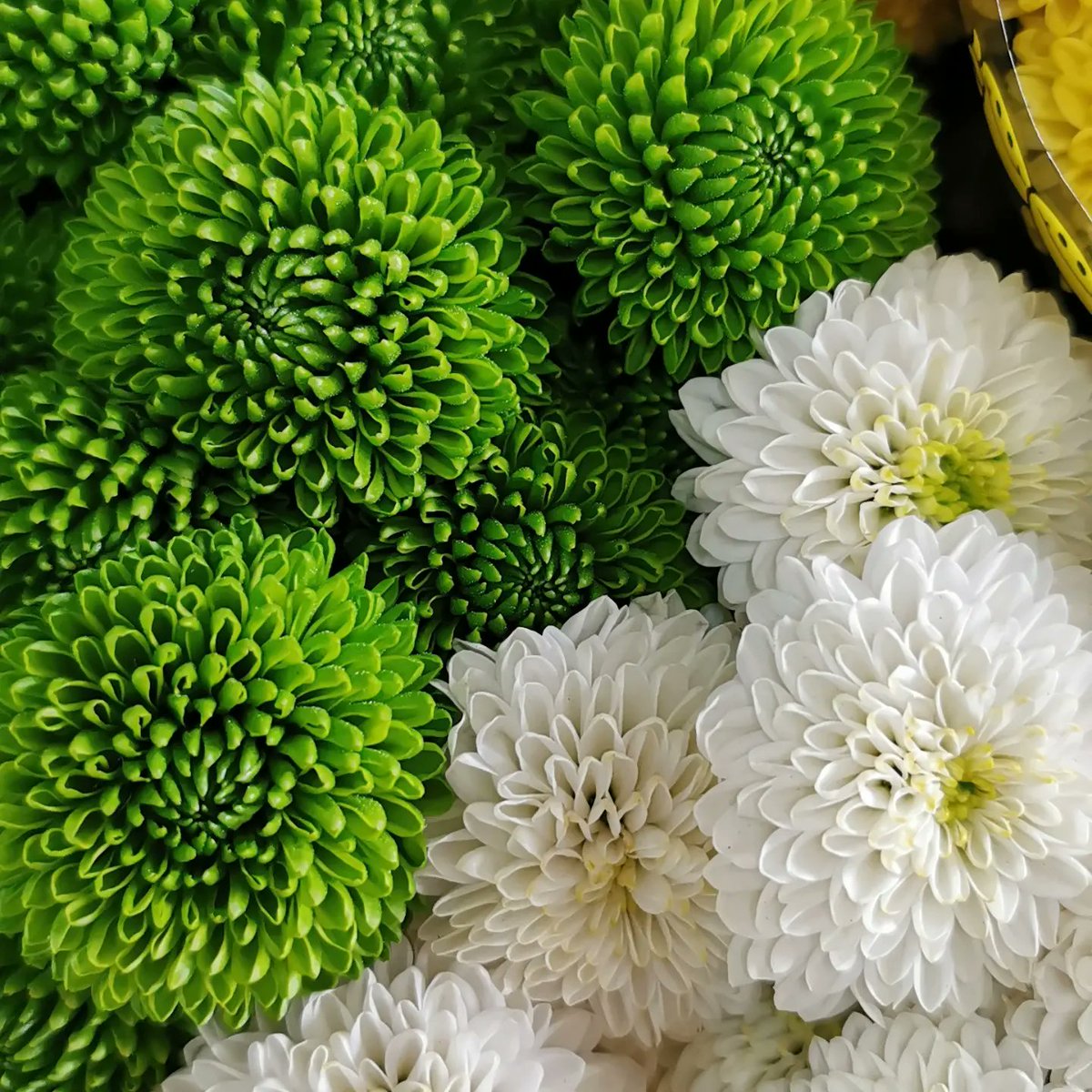 Good news ! Our Feeling Mix is ​​also available at auctions of Naaldwijk and Rijnsburg. Full of fresh and cheerful colors. Happy colors 😊 😊
#feelingmix
#mixchrysanthemum
#happycolors
#florahollandnaaldwijk
#florahollandrijnsburg
<a href="/Dekker_Chrysant/">Dekker Chrysanten BV</a>