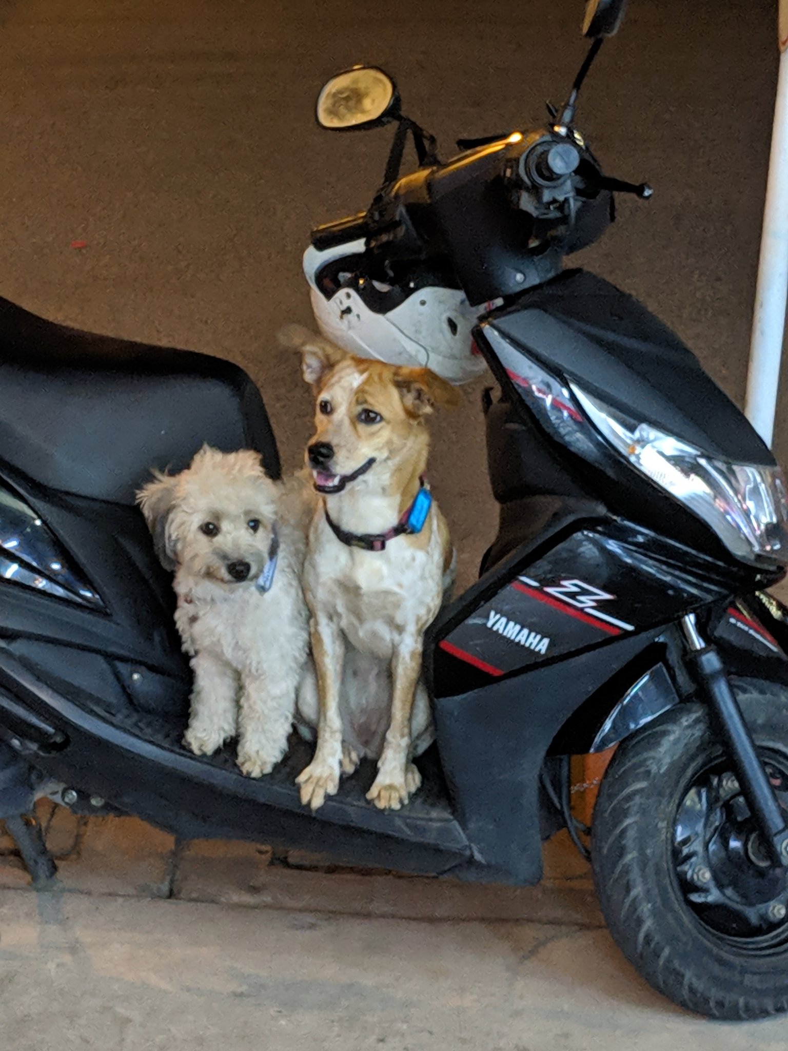 犬とバイク Twitter Search Twitter
