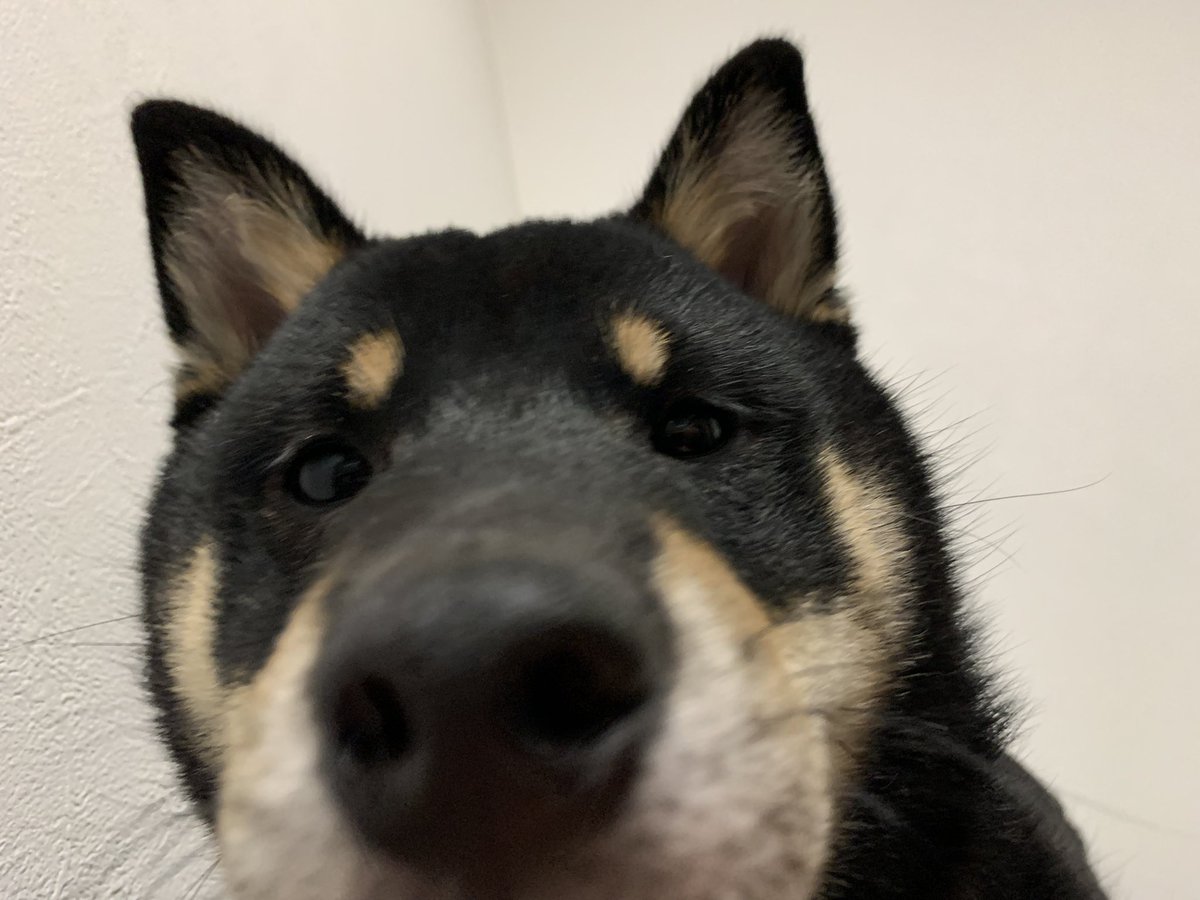 HelpTomo's tweet photo. the first thing i open my eyes to every morning. https://t.co/BVlrolkpqw