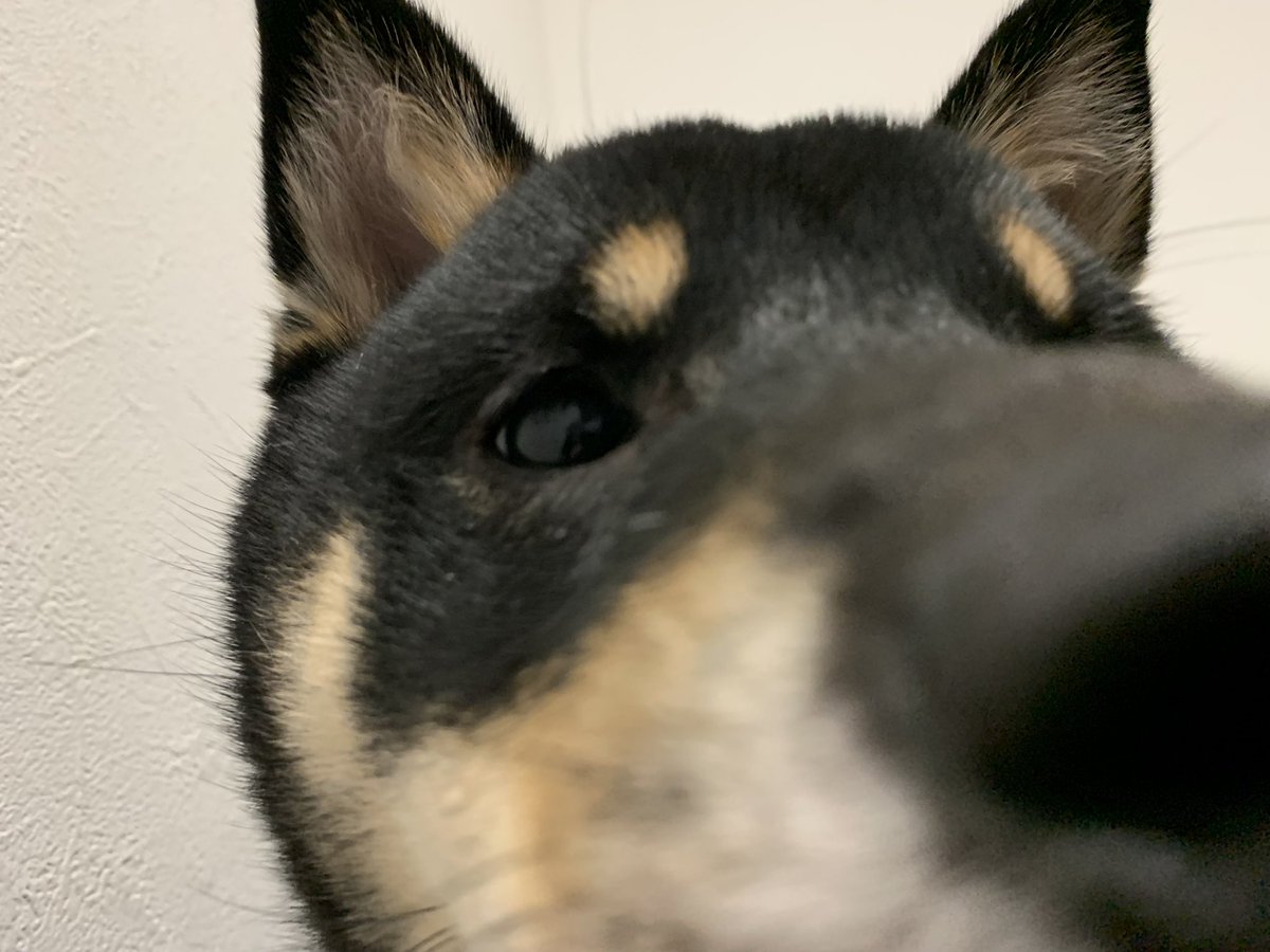 HelpTomo's tweet photo. the first thing i open my eyes to every morning. https://t.co/BVlrolkpqw