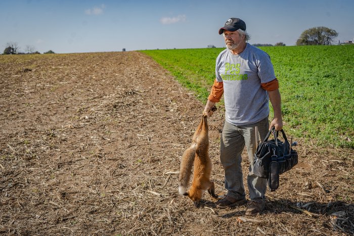 SPORTSMANchnl's tweet photo. Bryan traps in his home state of Pennsylvania for red fox. Learn early season techniques and how to prepare for the season.

Fur Life TV  /  SATURDAY AT 10:30 AM ET. 

#IAMSPORTSMAN #hunting #trapping #foxes #fox #redfox #predator #foxtrapping #predatortrapping https://t.co/STxMs0zpdZ