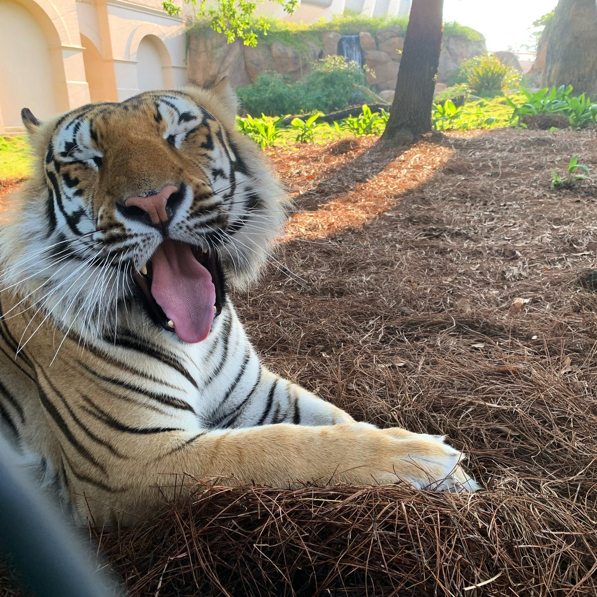 MikeTheTiger's tweet photo. Take time to be a little silly, Tigers. https://t.co/JRm3lQhSaM