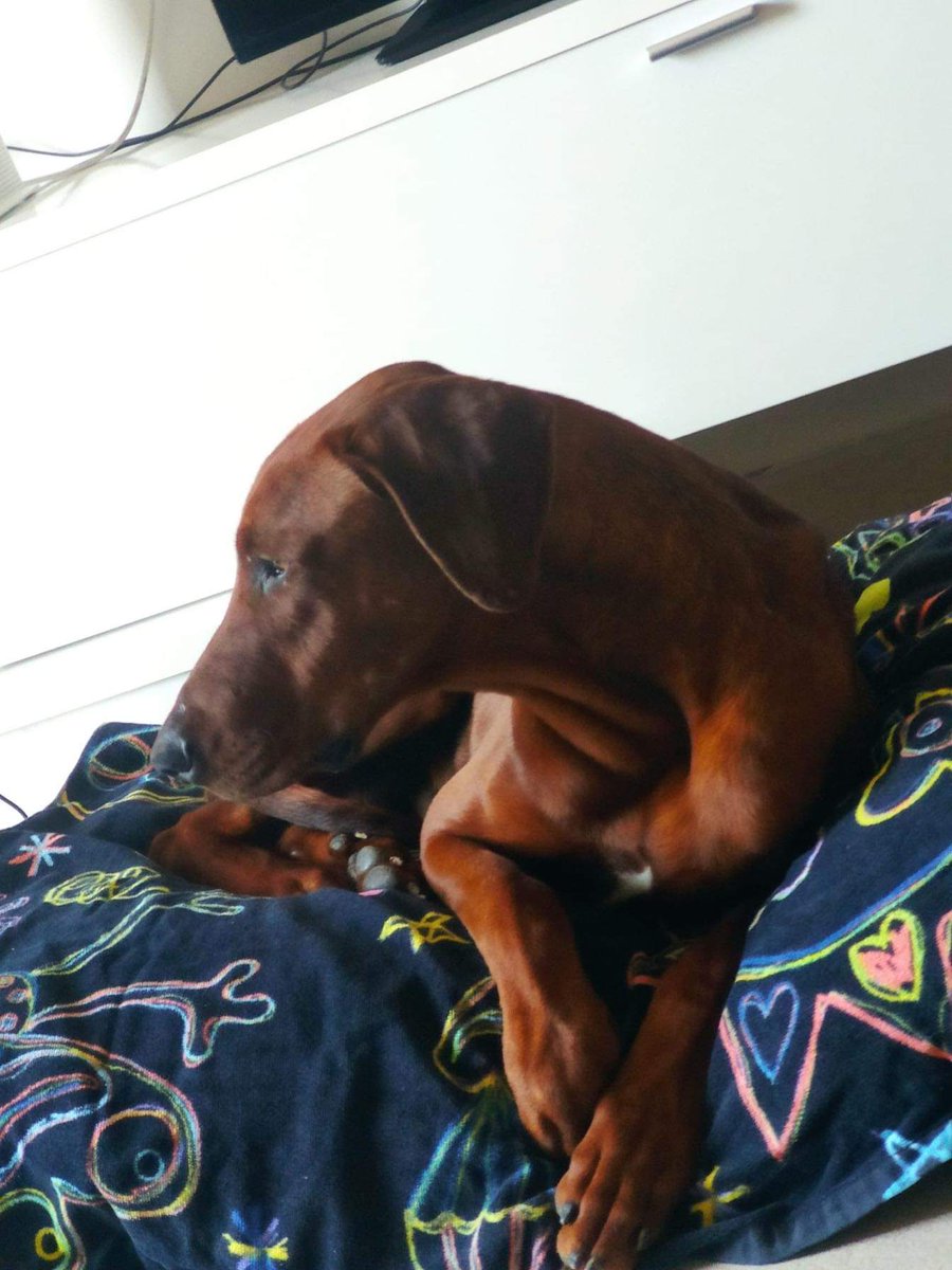 Os acordáis de Brandon, el perrito que no era adoptado por ser grande??
De la perrera de Alicante, Brandon ha sido ADOPTADOOOO ‼️
ADOPTADOOOO ‼️
BIENNNN ‼️ BIENNNNNNNN ‼️
♥️ ♥️ ♥️ ♥️ ♥️ ♥️ ♥️ ♥️ ♥️ ♥️ ♥️ ♥️ ♥️ ♥️ ♥️ ♥️ ♥️ ♥️ ♥️ ♥️ ♥️ ♥️ ♥️ ♥️