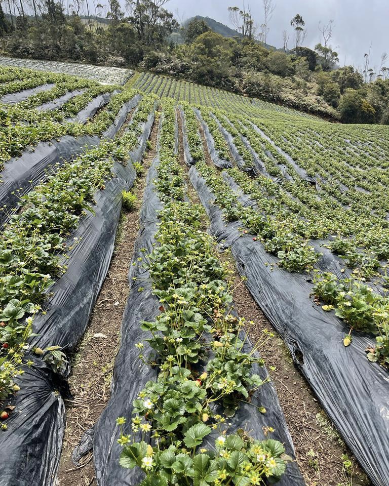 Nuestro CEO, Arturo Lizón, y nuestro Director Comercial en Latinoamérica, Luis Horts, se encuentran en Colombia visitando a nuestro cliente y a agricultores de la zona.

#Probelte #sanidadvegetal #sectoragricola #agricultura #cultivos #fromsoiltohealth #innovación #biotecnologia