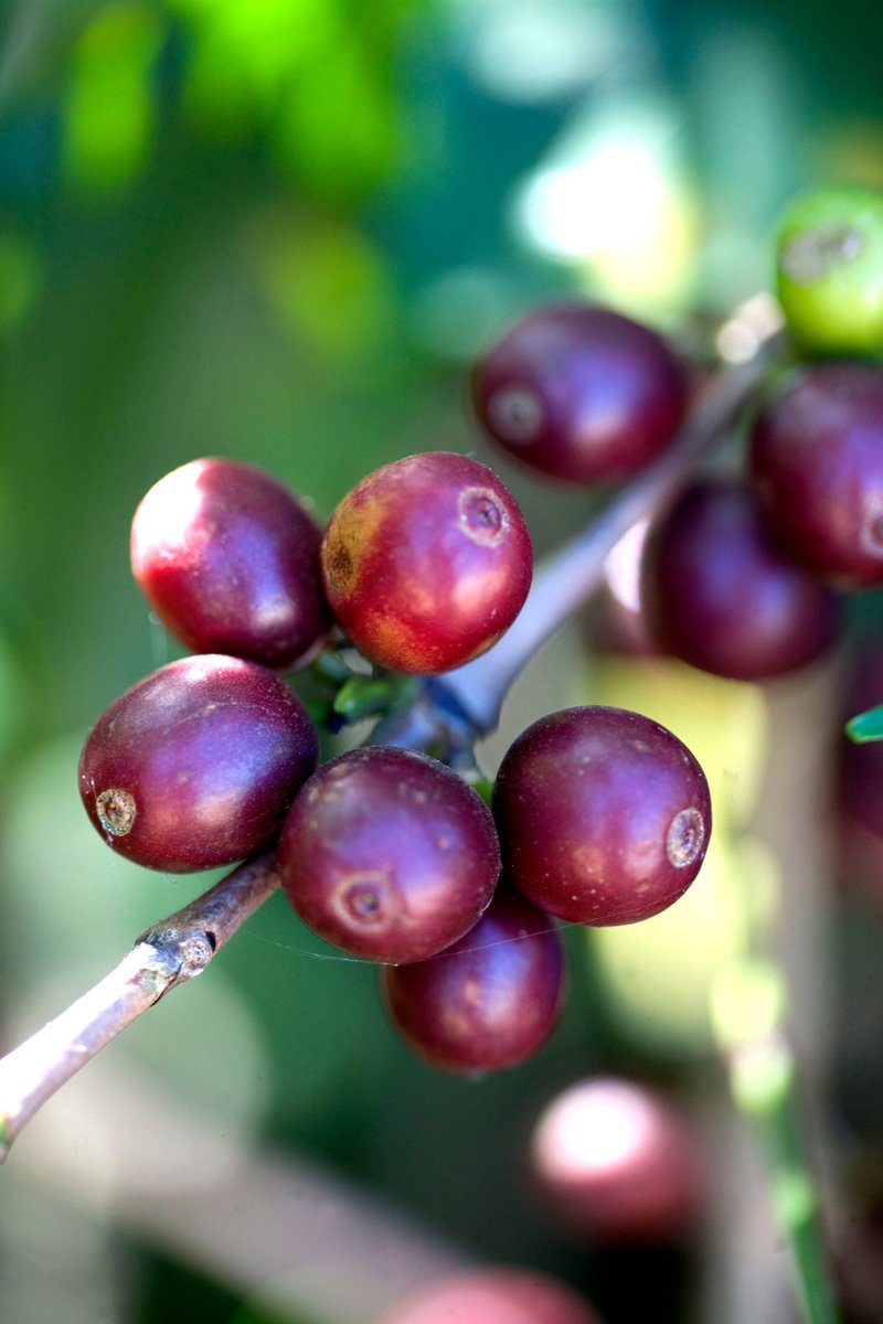 EFICOCOFFEE's tweet photo. Where does the taste of coffee come from? 👀🔍

The taste of a cup of coffee that we all love and cherish has a very complex origin, as it is influenced by many different parameters.
🌱☕️

Read all about it in our blog: https://t.co/krJ1coBSa2

#coffeecommunity #tasteofcoffee https://t.co/EUIsMDU61e