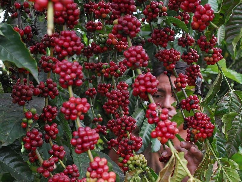 EFICOCOFFEE's tweet photo. Where does the taste of coffee come from? 👀🔍

The taste of a cup of coffee that we all love and cherish has a very complex origin, as it is influenced by many different parameters.
🌱☕️

Read all about it in our blog: https://t.co/krJ1coBSa2

#coffeecommunity #tasteofcoffee https://t.co/EUIsMDU61e
