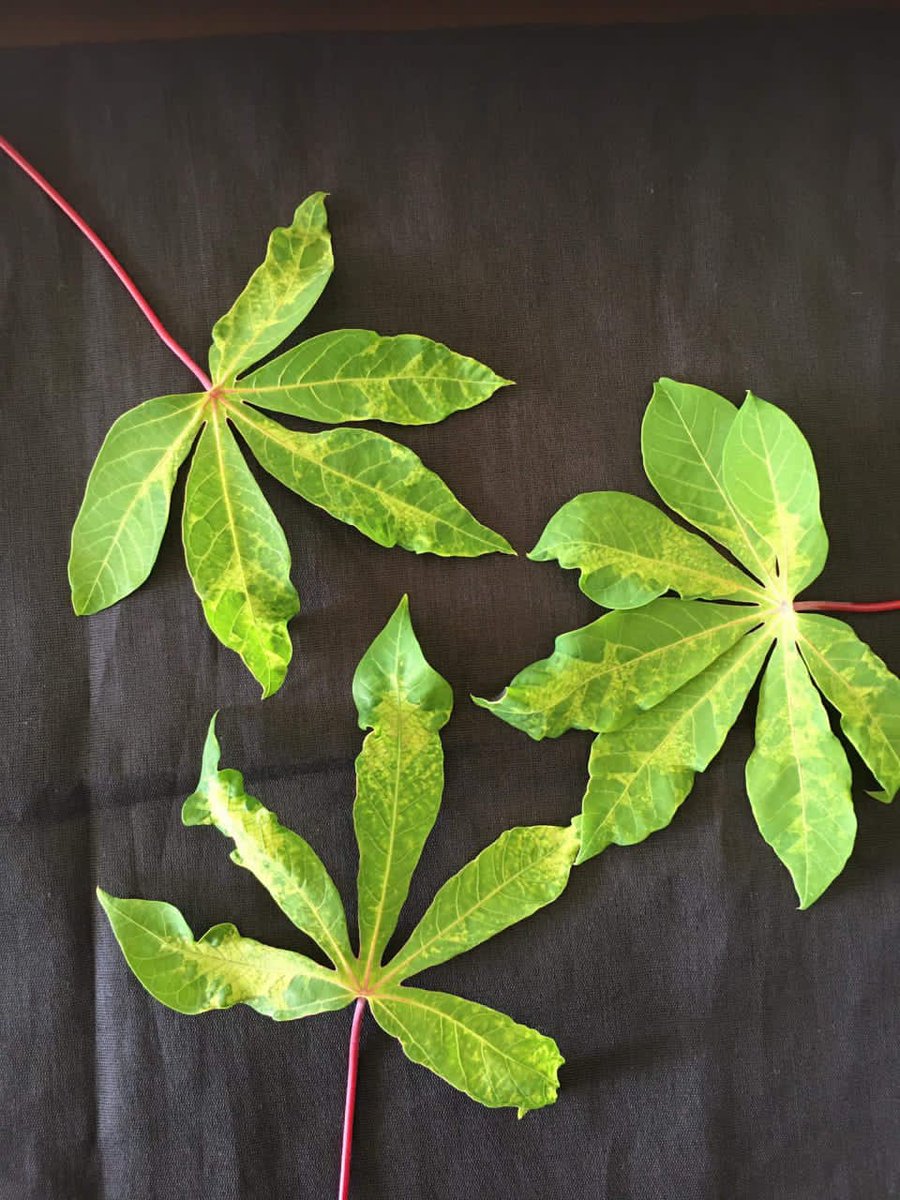 SolomonOtu10's tweet photo. Cassava production is contained by biotic and abiotic factors including virus diseases especially  Cassava mosaic disease (CMD) is the most widespread constraint to Cassava production in Africa. My research focuses on producing more CMD resistant lines to help feed millions https://t.co/QOwW8QQN6X