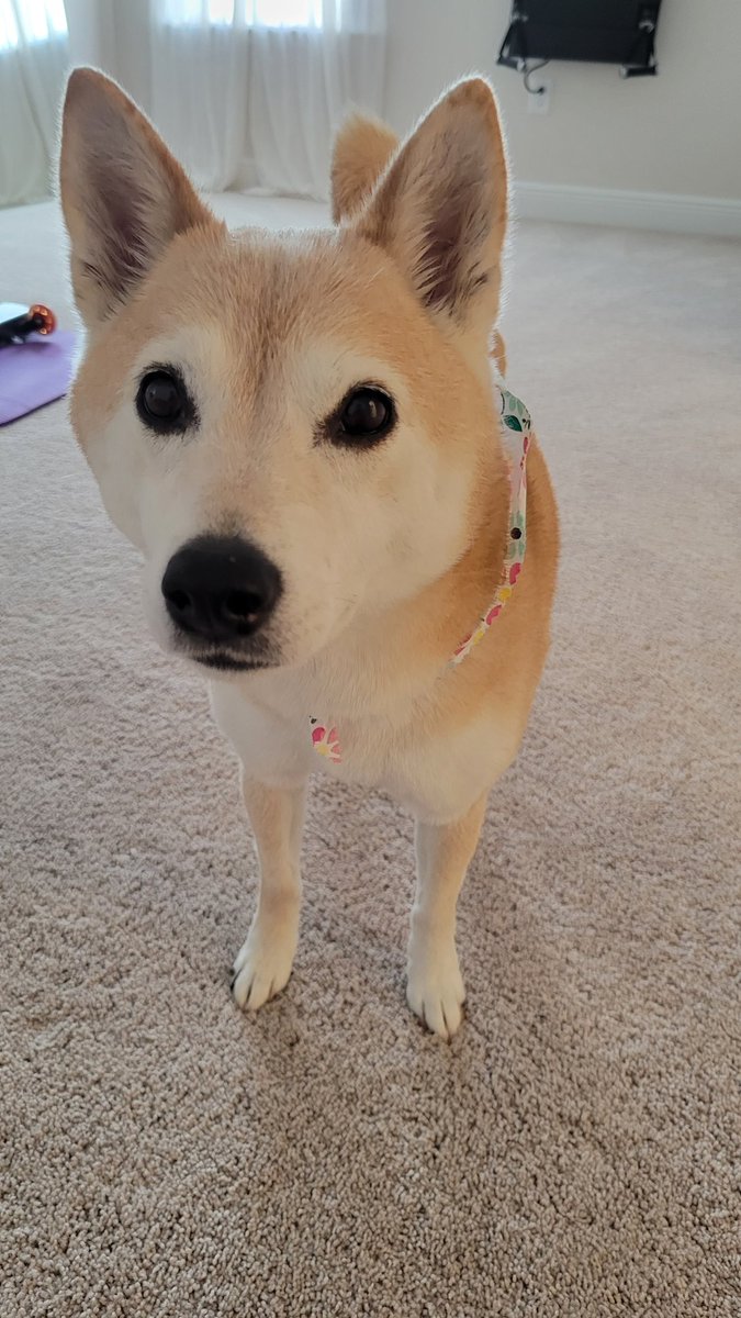 zaydabakes's tweet photo. @valeriecnorton Maya sends you positive vibes! She also got her gallbladder removed as says "You got this!" https://t.co/KDDS0bSkiF