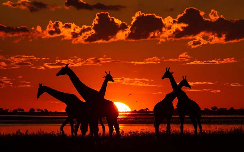 andreeaenchina's tweet photo. Si os apasionan los safaris, de la mano de @AdrienSudafrica, os traemos  la mayor concentración de elefantes del continente africano. Se trata del Parque Nacional Chobe, el hogar de más de 120.000 🐘 Impresionante verdad !!?😲 #DescubreelmundoconAvge #sudafrica https://t.co/sFBFZihdeA