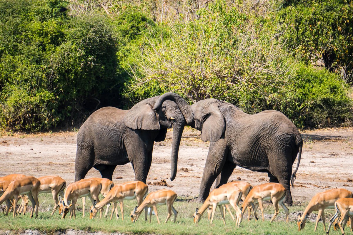 andreeaenchina's tweet photo. Si os apasionan los safaris, de la mano de @AdrienSudafrica, os traemos  la mayor concentración de elefantes del continente africano. Se trata del Parque Nacional Chobe, el hogar de más de 120.000 🐘 Impresionante verdad !!?😲 #DescubreelmundoconAvge #sudafrica https://t.co/sFBFZihdeA
