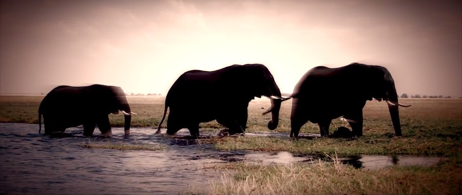andreeaenchina's tweet photo. Si os apasionan los safaris, de la mano de @AdrienSudafrica, os traemos  la mayor concentración de elefantes del continente africano. Se trata del Parque Nacional Chobe, el hogar de más de 120.000 🐘 Impresionante verdad !!?😲 #DescubreelmundoconAvge #sudafrica https://t.co/sFBFZihdeA