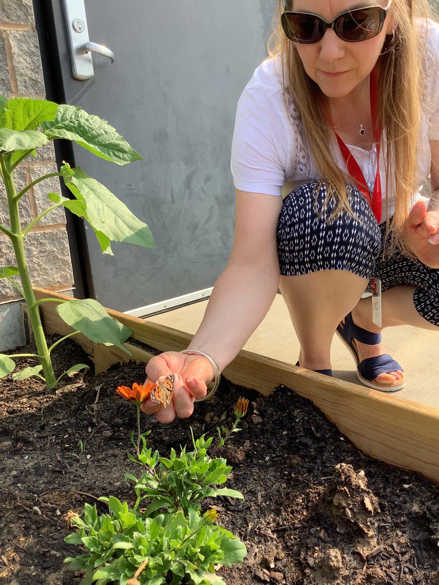 cclslarson's tweet photo. Kirkwood 3’s have enjoyed learning about the life cycle of a butterfly.  After watching our caterpillars grow, and make their chrysalis, they became beautiful butterflies, and we released them. @CCLSChargers https://t.co/ssNWPv2hZn