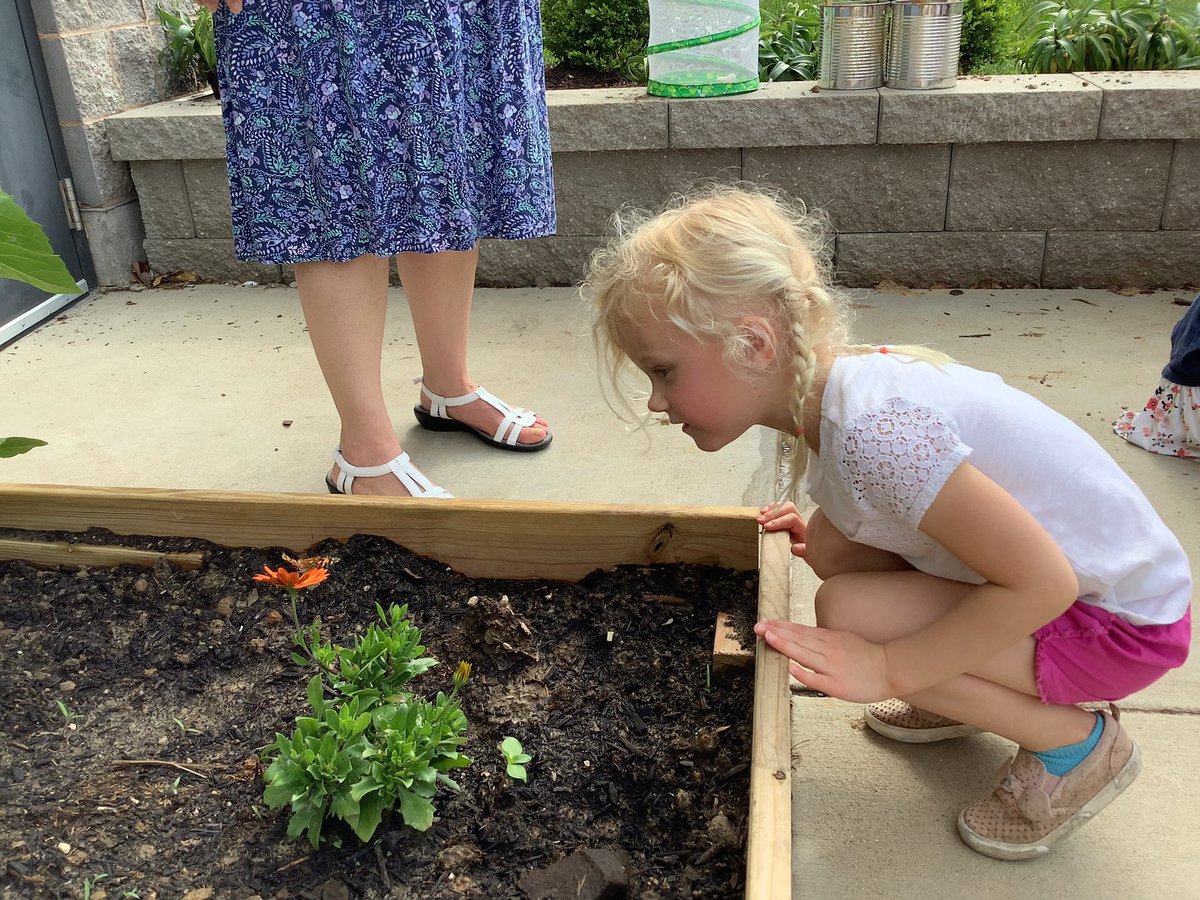 Kirkwood 3’s have enjoyed learning about the life cycle of a butterfly.  After watching our caterpillars grow, and make their chrysalis, they became beautiful butterflies, and we released them. <a href="/CCLSChargers/">CCLS - St. Louis</a>
