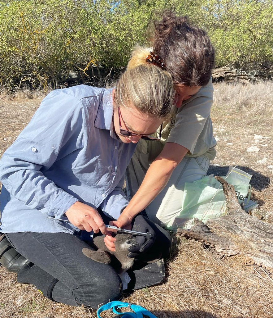 MalorieMackey's tweet photo. It’s baby chick weighing day!! My favorite day of the week! 🐧🙌🏻 #penguin #penguins #penguinchicks #penguinchick #southafricanpenguins #maloriesadventures @RobbenPenguins https://t.co/ZvnNj1KjE4