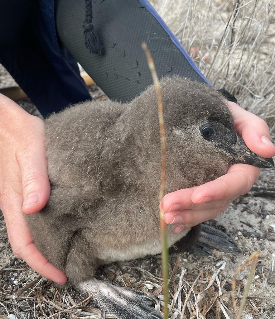 MalorieMackey's tweet photo. It’s baby chick weighing day!! My favorite day of the week! 🐧🙌🏻 #penguin #penguins #penguinchicks #penguinchick #southafricanpenguins #maloriesadventures @RobbenPenguins https://t.co/ZvnNj1KjE4