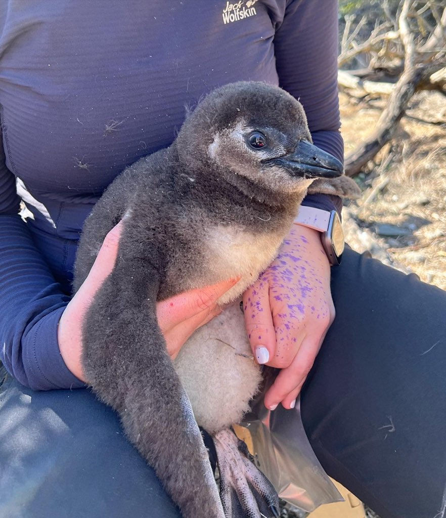 MalorieMackey's tweet photo. It’s baby chick weighing day!! My favorite day of the week! 🐧🙌🏻 #penguin #penguins #penguinchicks #penguinchick #southafricanpenguins #maloriesadventures @RobbenPenguins https://t.co/ZvnNj1KjE4