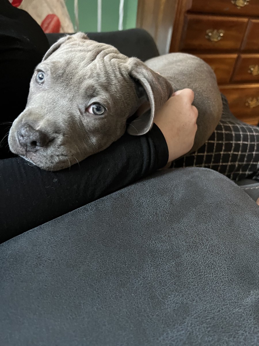 Fluffy_Inu_V2's tweet photo. GM Frens, a token that makes you bank and helps homeless doggos? Try to ask for more... Post a pitcture of your doggo here. https://t.co/KVkRE8sZ6v