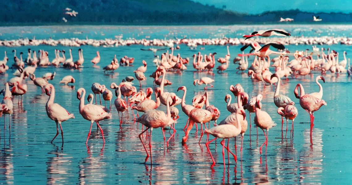 andreeaenchina's tweet photo. Con @CarlaEnKeniaAV hemos descubierto el Lago Nakuru, en Kenia. 🇰🇪 Un paraíso rosa por la cantidad de  flamencos que tiene 🦩🦩🦩, además es Patrimonio de la Humanidad 🌍
Lo conocíais? Yo no! Y he quedado fascinada.
#kenia #africa #DescubreElMundoConAVGE https://t.co/xVxgQ47Isv