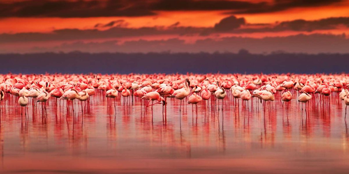 andreeaenchina's tweet photo. Con @CarlaEnKeniaAV hemos descubierto el Lago Nakuru, en Kenia. 🇰🇪 Un paraíso rosa por la cantidad de  flamencos que tiene 🦩🦩🦩, además es Patrimonio de la Humanidad 🌍
Lo conocíais? Yo no! Y he quedado fascinada.
#kenia #africa #DescubreElMundoConAVGE https://t.co/xVxgQ47Isv