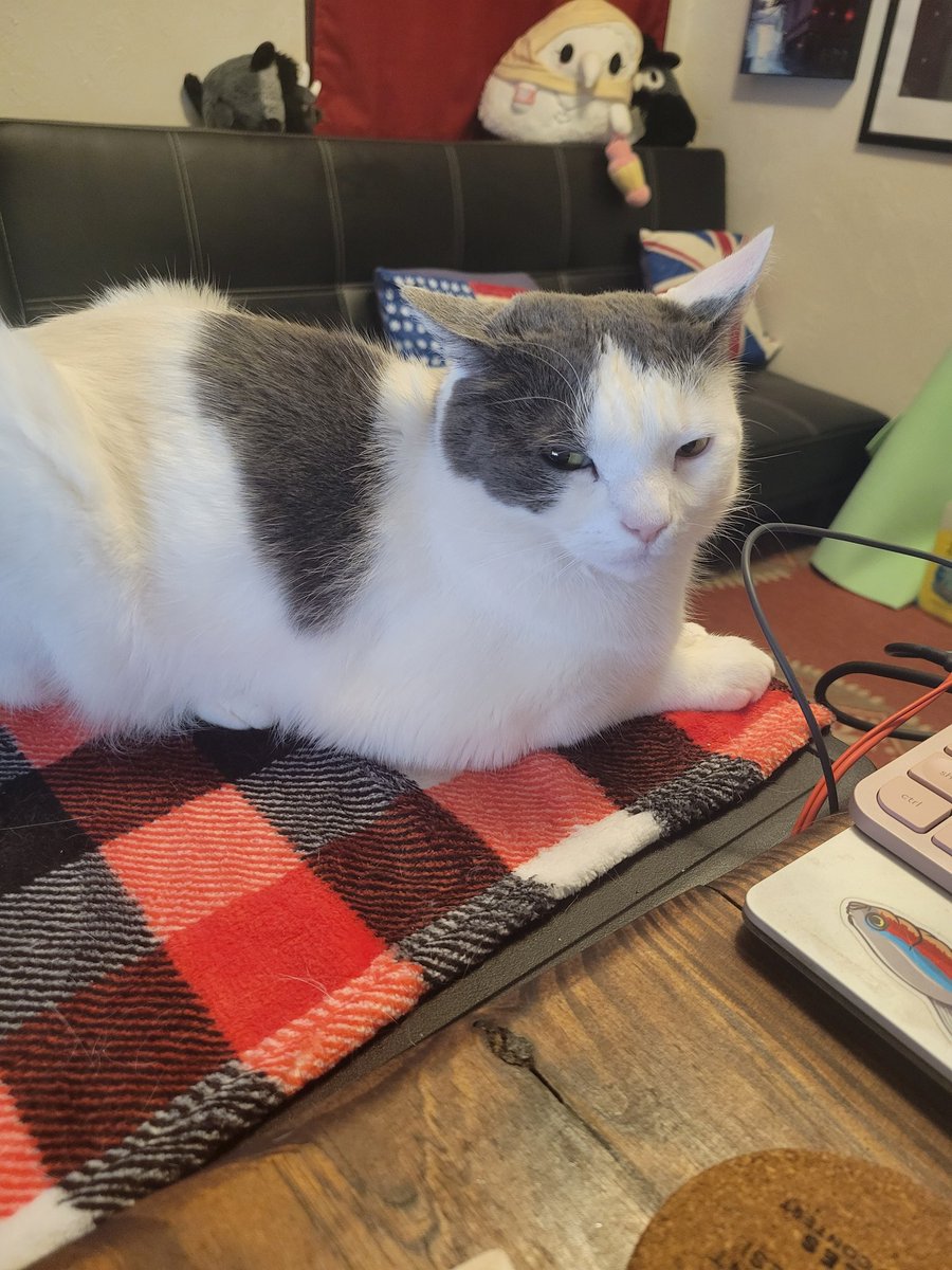 Judgemental small cat giving side eye