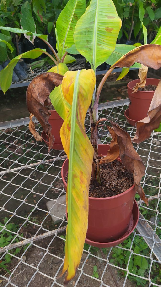 Freddy Magdama (@frearmag3) on Twitter photo On this #PlantHealthDay we celebrate all the efforts around the world to improve food security. We need healthy plants for more and better food. Sharing our efforts from Ecuador to #Savethebanana from Fusarium wilt On this #PlantHealthDay we celebrate all the efforts around the world to improve food security. We need healthy plants for more and better food. Sharing our efforts from Ecuador to #Savethebanana from Fusarium wilt