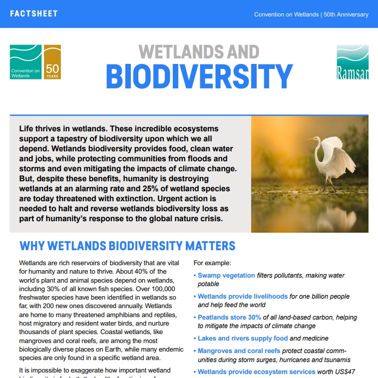 Convention on Wetlands (@ramsarconv) on Twitter photo #Wetlands are biodiversity hotspots: home to 40% of 🌍species 🌿🦀🦋
🤝Collective action to protect, manage and restore #wetlands is key to safeguarding #biodiversity for all.
See our factsheet on wetlands #ForNature: ramsar.org/sites/default/…
<a href="/UNBiodiversity/">UN Biodiversity</a>
#BiodiversityDay #Wetlands are biodiversity hotspots: home to 40% of 🌍species 🌿🦀🦋
🤝Collective action to protect, manage and restore #wetlands is key to safeguarding #biodiversity for all.
See our factsheet on wetlands #ForNature: ramsar.org/sites/default/…
<a href="/UNBiodiversity/">UN Biodiversity</a>
#BiodiversityDay