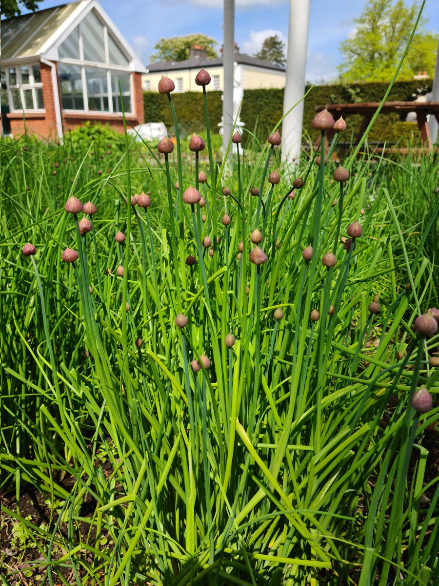 siobhanskitchen's tweet photo. Making fennel oil and chive oil with ingredients from our garden at #ViewmountHouse 

#siobhanskitchen 
#Longford 
#VMRestaurant 
#irishfood 
#IrishCountryHouse 
#ireland https://t.co/szZWc23yh4