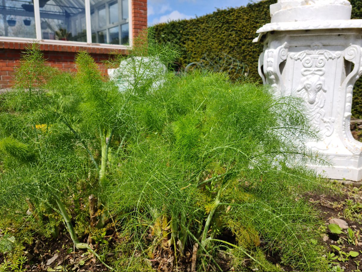siobhanskitchen's tweet photo. Making fennel oil and chive oil with ingredients from our garden at #ViewmountHouse 

#siobhanskitchen 
#Longford 
#VMRestaurant 
#irishfood 
#IrishCountryHouse 
#ireland https://t.co/szZWc23yh4