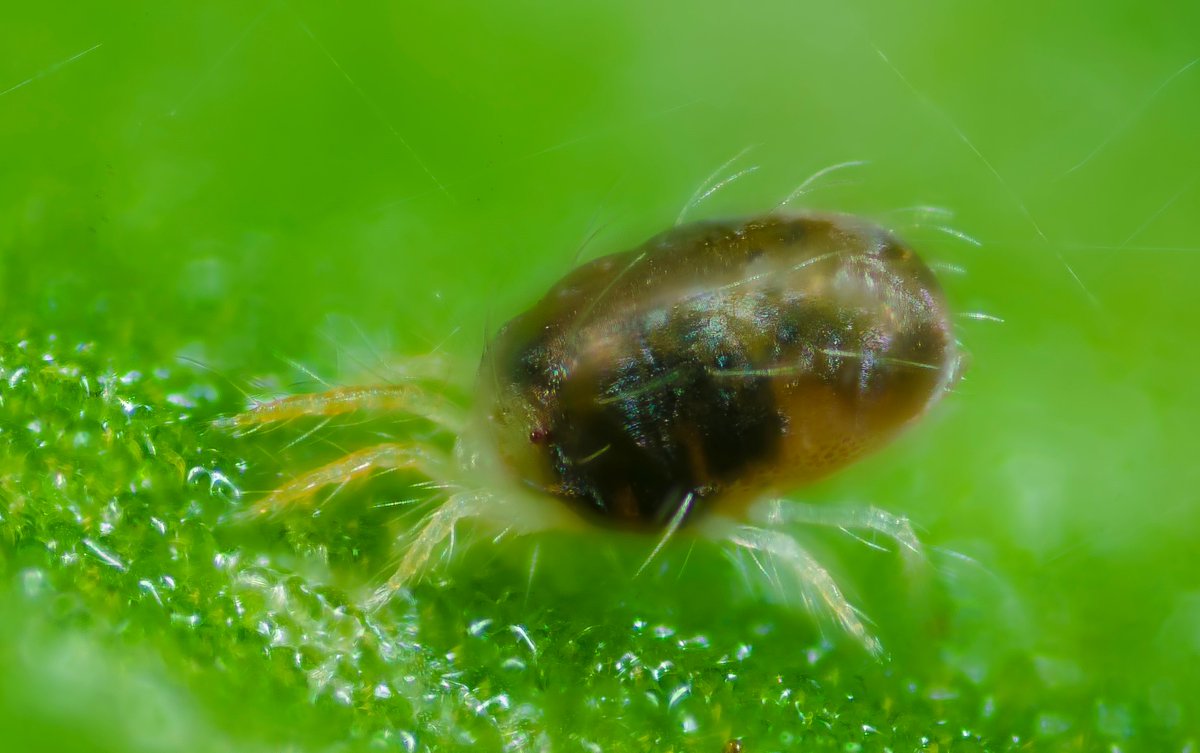 Interacting host modifier systems control Wolbachia-induced cytoplasmic incompatibility in a haplodiploid mite
onlinelibrary.wiley.com/doi/full/10.10…

New <a href="/EvolLetters/">Evolution Letters</a> by <a href="/NWybouw/">Nick Wybouw</a>, <a href="/FrederikMortier/">Frederik Mortier</a>, and @BonteDries.

📷: Jan van Arkel