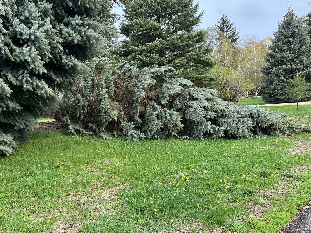 Janmandy's tweet image. More tress down in Eastern Brooklyn Park.
