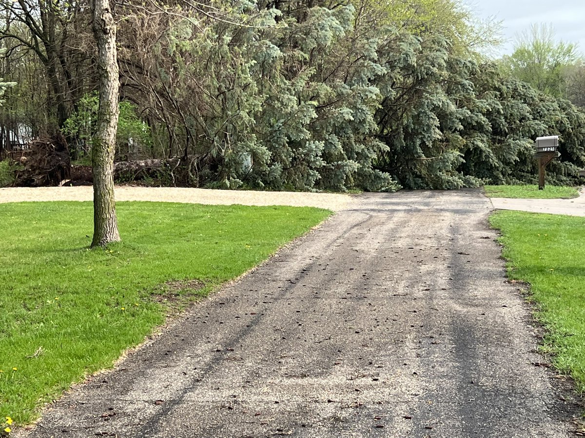 Janmandy's tweet image. More tress down in Eastern Brooklyn Park.