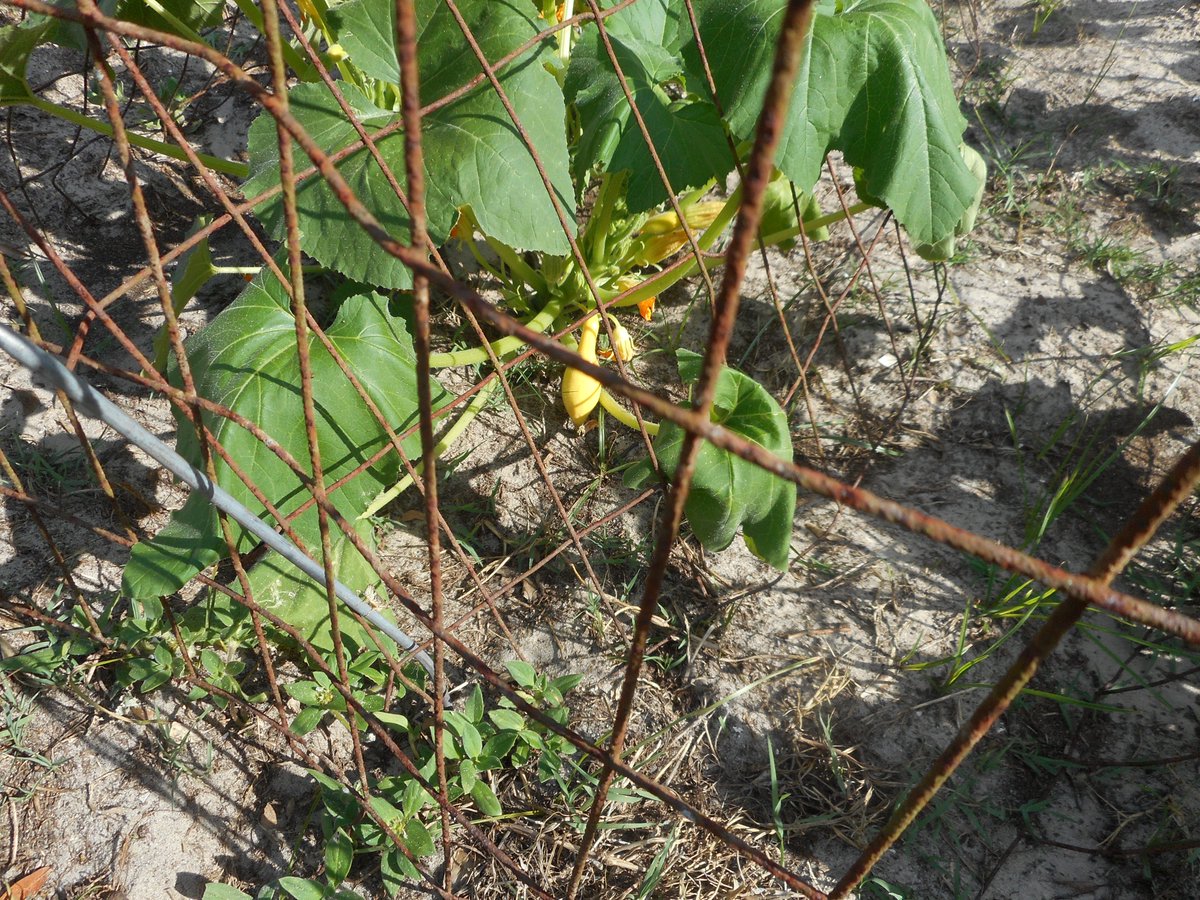 LazycatFarm's tweet photo. yellow squash starting https://t.co/MIHhXRrMcv