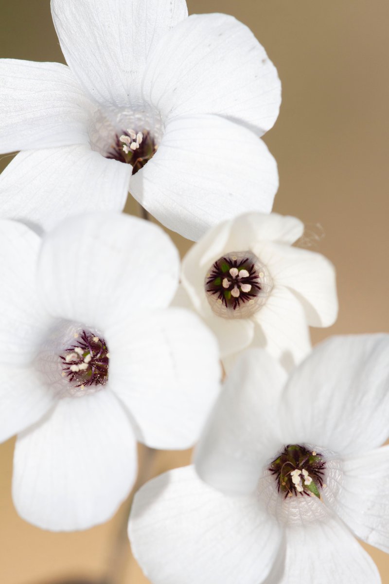 Ya están en flor algunos linos, como este Linum suffruticosum, poco común en la sierra de Guadarrama, ya que solamente crecen en suelos calizos, no muy comunes por aquí. (Pinilla del Valle, Soto del Real, Guadalix de la Sierra, Venturada -Madrid-, y en puntos de Segovia)