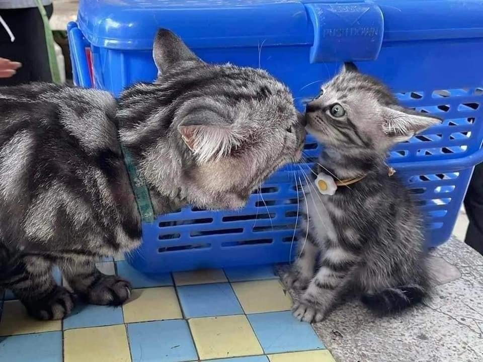 TranslatedCats's tweet photo. When father and son meet for the first time. https://t.co/1vFiv5QJMD