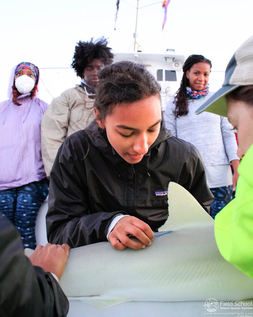 MISS_Elasmo's tweet photo. Check out this short thread🧵 to see some picture perfect shark tagging form from our workshop participants 🦈💁🏾‍♀️

Picture 1: After inserting the tag, workshop participant India is reading off the tag number of a black nose shark https://t.co/RES8r1zY7h
