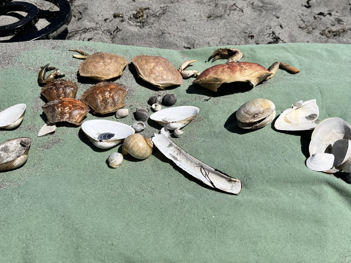 This afternoon we walked to the beach in our community. We used a metal detector to look for treasure, found minnows, baby eels and shells, played touch football and laughed together 😊 thank you to <a href="/ByronButt/">Byron Butt</a> @PRESPrincipal