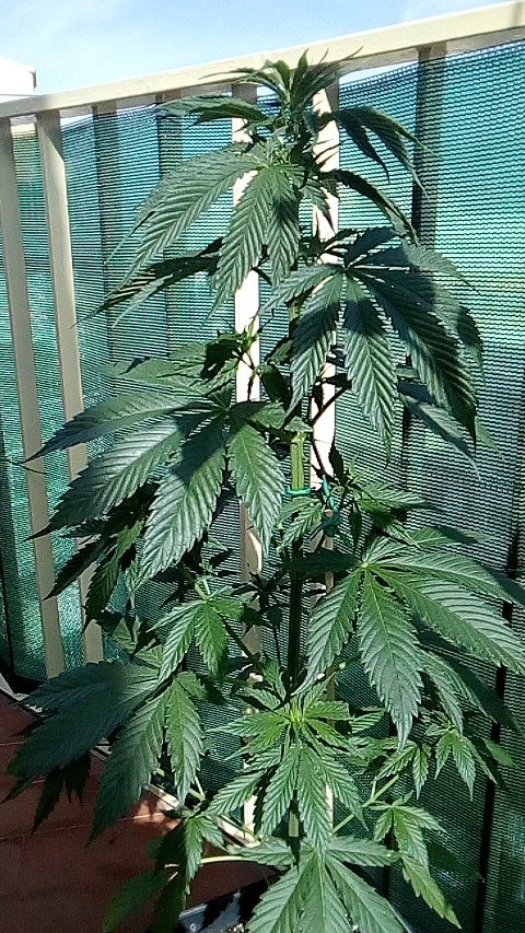 Sin_Pension's tweet photo. Amigos de @sweetseeds_es esta es una #GelatoAuto kon 40-42 dias y sigue en crecimiento. Habeis tenido algun kaso asi, kon esta u otras variedades auto. La tengo a 18h. Podría ser feminizadas por alguna mutación?? https://t.co/a8XxAdMnM0