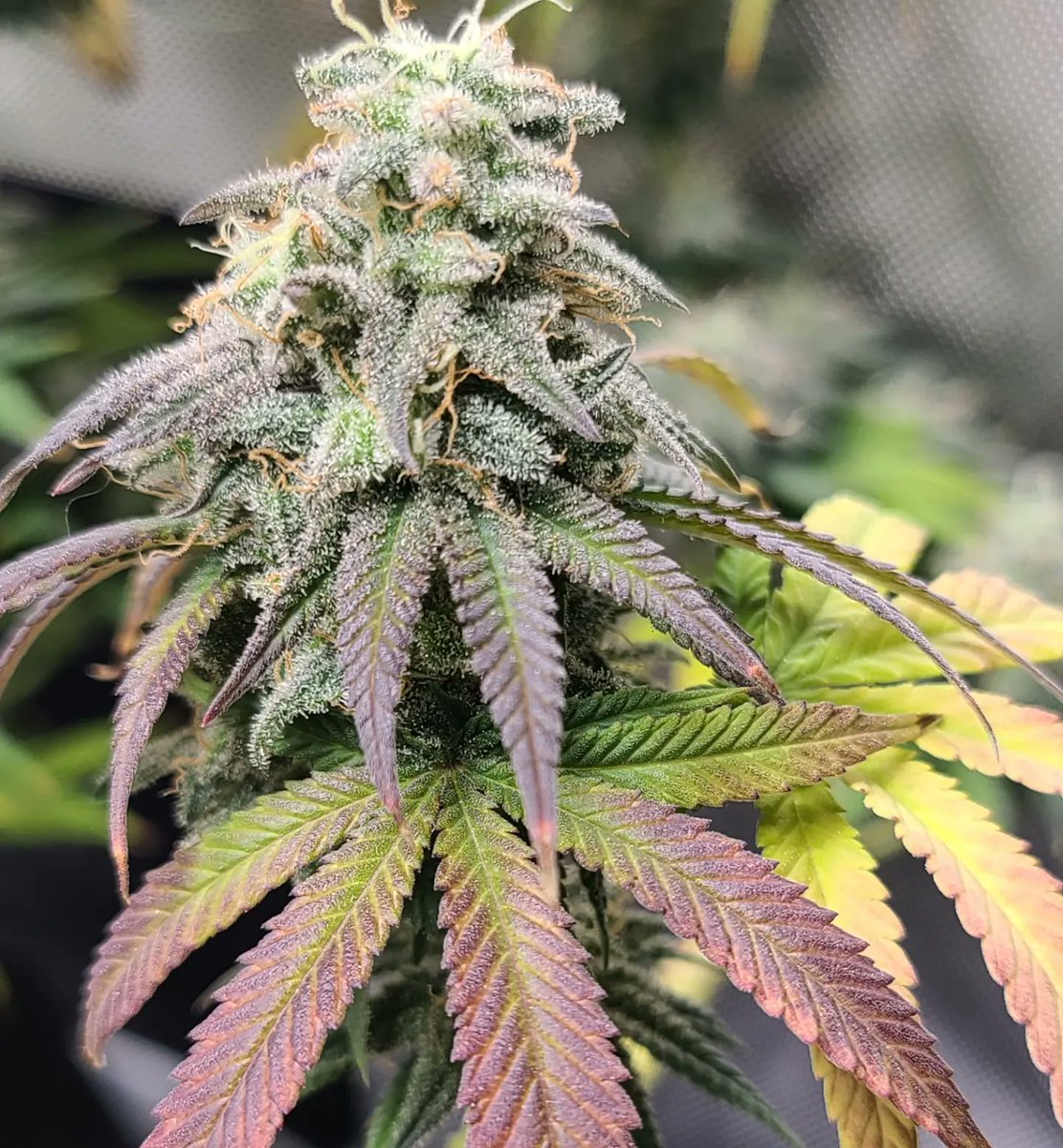 Mmm mmm mmm! My chocolate mimosa by Captain Redbeard! Wk 9 &amp; looking gorgeous 😍 
Spider 🕷 Farmer SF4000 @spiderfarmerofficial 
Simpro formula🧪 <a href="/simproformula/">Simply Professional</a> 
💥code KUSH for 10% off at captainredbeardseeds.com💥
#womenwhogrow #growyourownmedicine
#plantsoverpills 
#Cannabis
