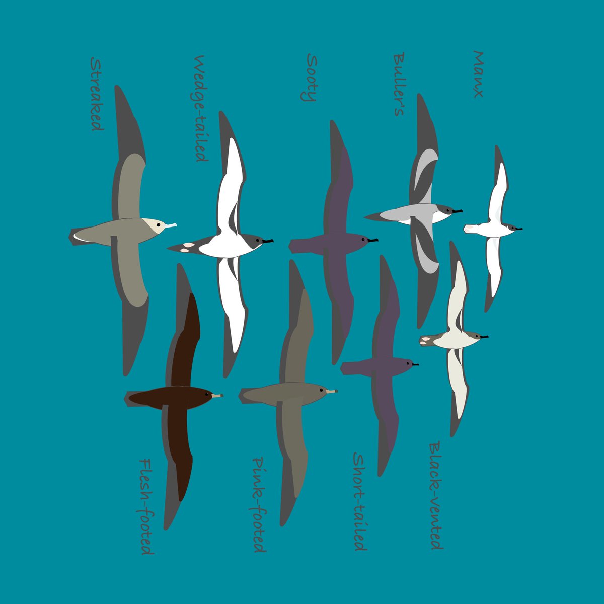 #shearwaters of the north east Pacific.