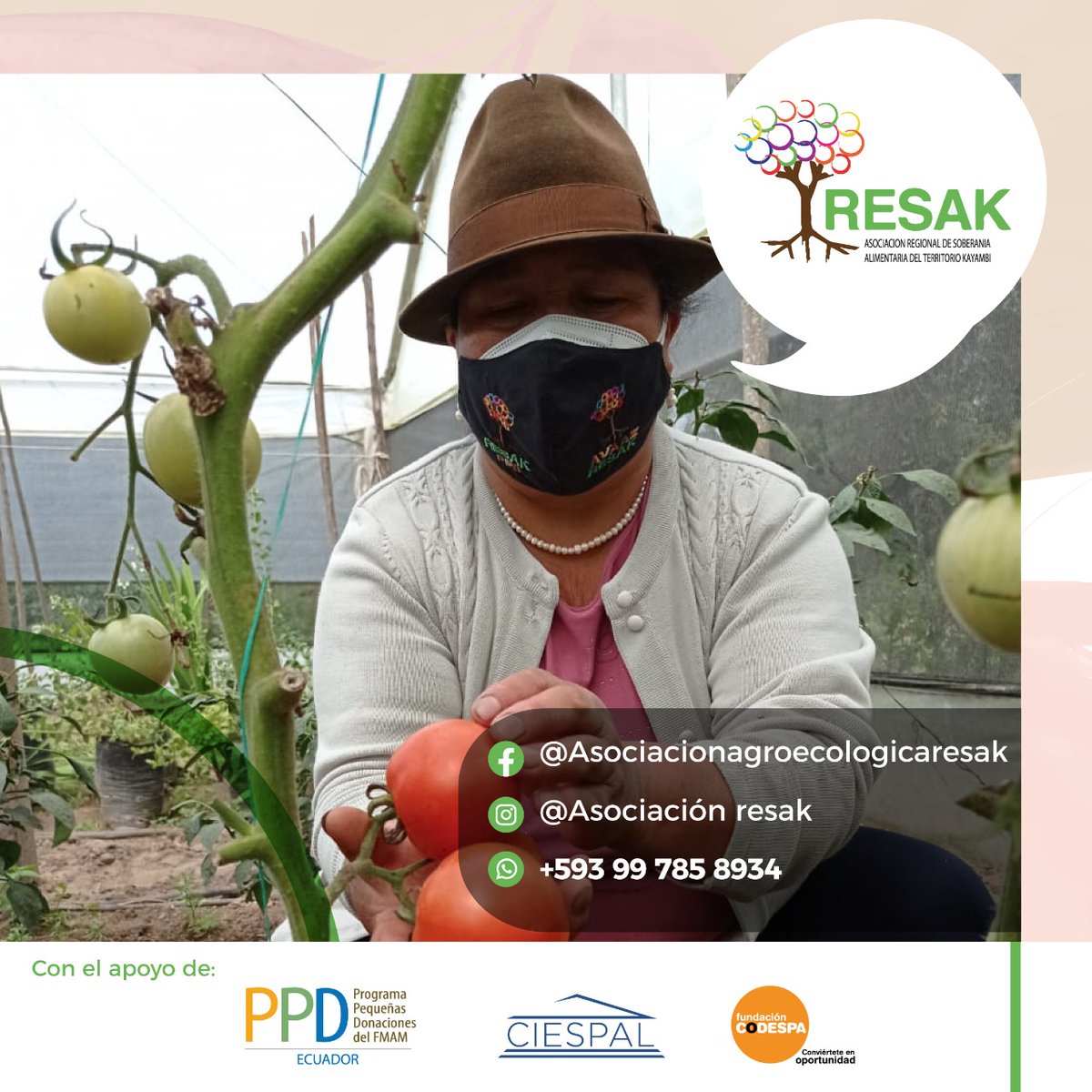 ciespal's tweet photo. En el marco del trabajo que realiza @PPDEcuador - @greencrowds y en el que apoya #CIESPAL y @CODESPA, los invitamos a conocer más sobre las canastas agroecologicas de la Asociación @Resakproductor
📌 HOY 12 Mayo⌚18h00 @EcuadorTV #MiPropioJefe

Contacto📲 099 785 8934 https://t.co/7qbXYbnjRH
