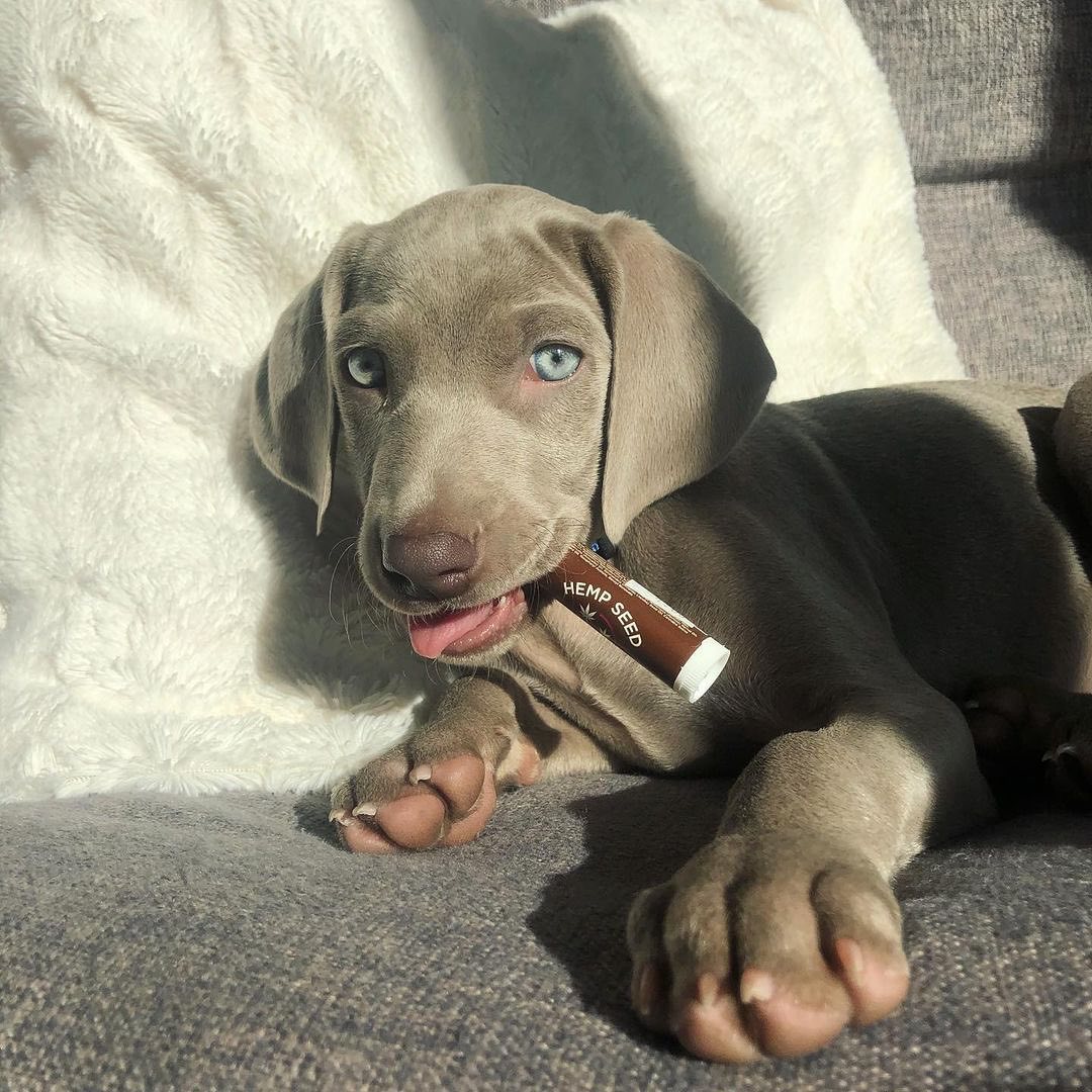 hempbodycare's tweet photo. Hemp Seed Body Care's entire collection of body products are cruelty-free 🐰&amp; never tested on animals.❤️

Pictured: Hemp Seed lip balm and a good puppy.
Lip balm available in 5 flavors:  Dreamsicle, Spearmint, Guavalava, Skinny Dip (Vanilla) and Isle of You tropical. https://t.co/5gzWNzGuRy