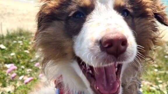 _H24news's tweet photo. La France se mobilise pour retrouver Sunny, jeune chien volé en Bretagne
➡️ https://t.co/MfnMfeVD1w
via BFMTV
#People #FashionStyle #MusicAudio #TvMovies #PerformingArts https://t.co/snN9T87hEH