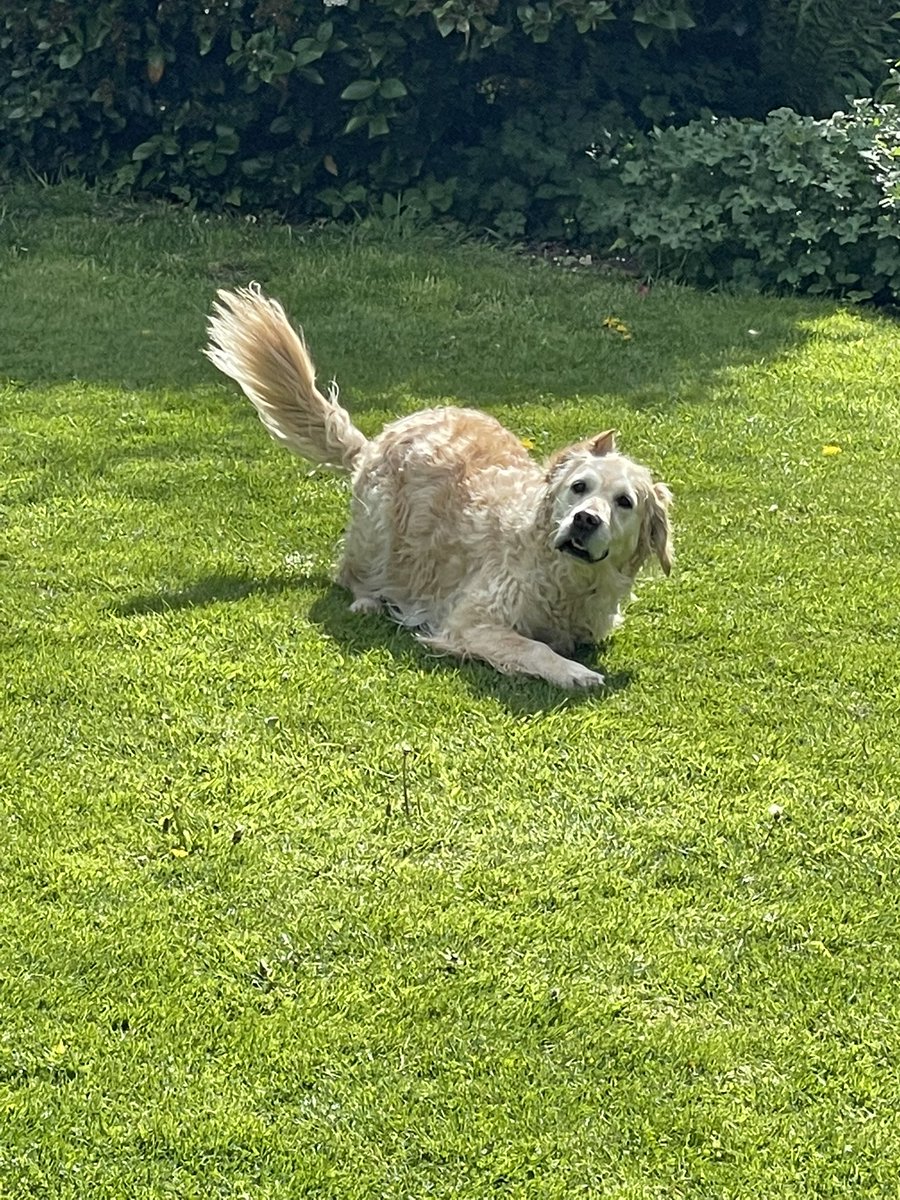 After a busy day meeting new friends in York and <a href="/fire_huntington/">Huntington Fire Station</a> nothing beats a nice run about and play in the garden <a href="/OscarKiloNine/">OscarKilo9</a> <a href="/ServiceDogsUKPS/">ServiceDogsUKPoliceSupport</a>