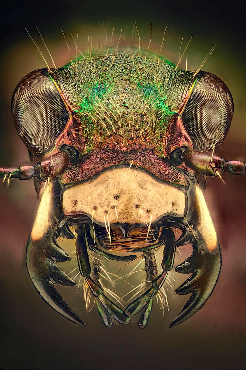 Las ciciendelas son unos coleópteros a los que se denomina "escarabajos tigre". Con razón, porque son feroces, rápidas sobre el suelo capturando a sus presas, vuelan y también cazan en el aire. No llegan a los 2 cm, pero este es su aspecto...