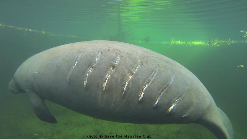 savethemanatee's tweet photo. How to tell a #manatee is in distress – fresh wounds vs. healed wounds: Healed wounds resulting in scars often look white/grey (below left), fresh wounds appear as deep gashes with sometimes open muscle exposed (below right) &amp; should be reported to FWC: 1-888-404-3922 #ManateeTip https://t.co/3rZ1O5YD2d