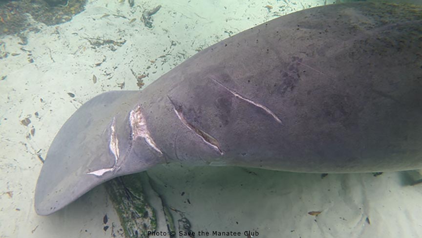 savethemanatee's tweet photo. How to tell a #manatee is in distress – fresh wounds vs. healed wounds: Healed wounds resulting in scars often look white/grey (below left), fresh wounds appear as deep gashes with sometimes open muscle exposed (below right) &amp; should be reported to FWC: 1-888-404-3922 #ManateeTip https://t.co/3rZ1O5YD2d